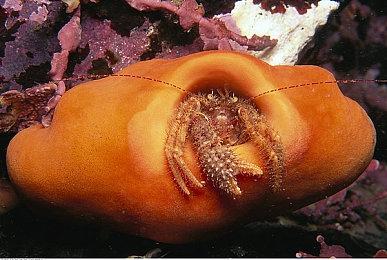 《赛博朋克2077》新AI过于强大 上世代主机无法享受